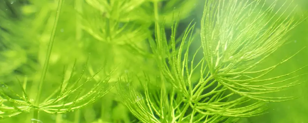 hornwort care guide