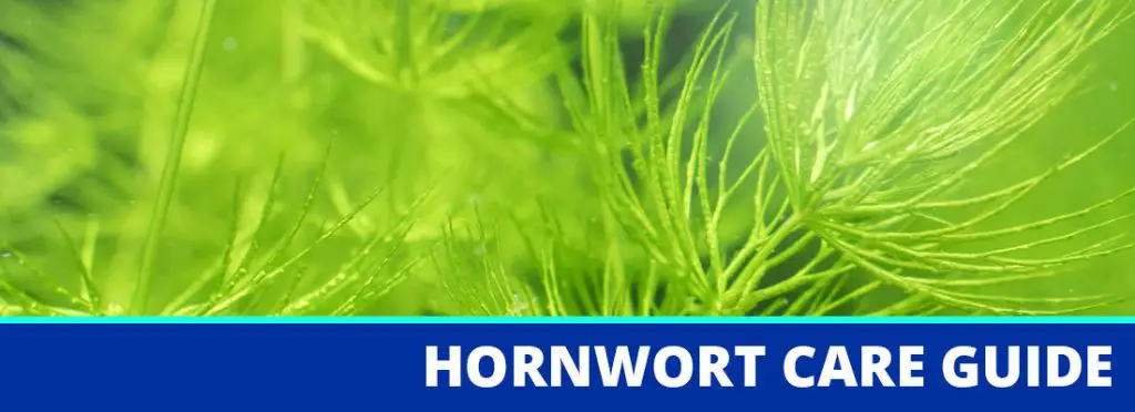 hornwort care guide header