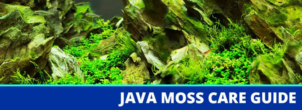 java moss care guide header