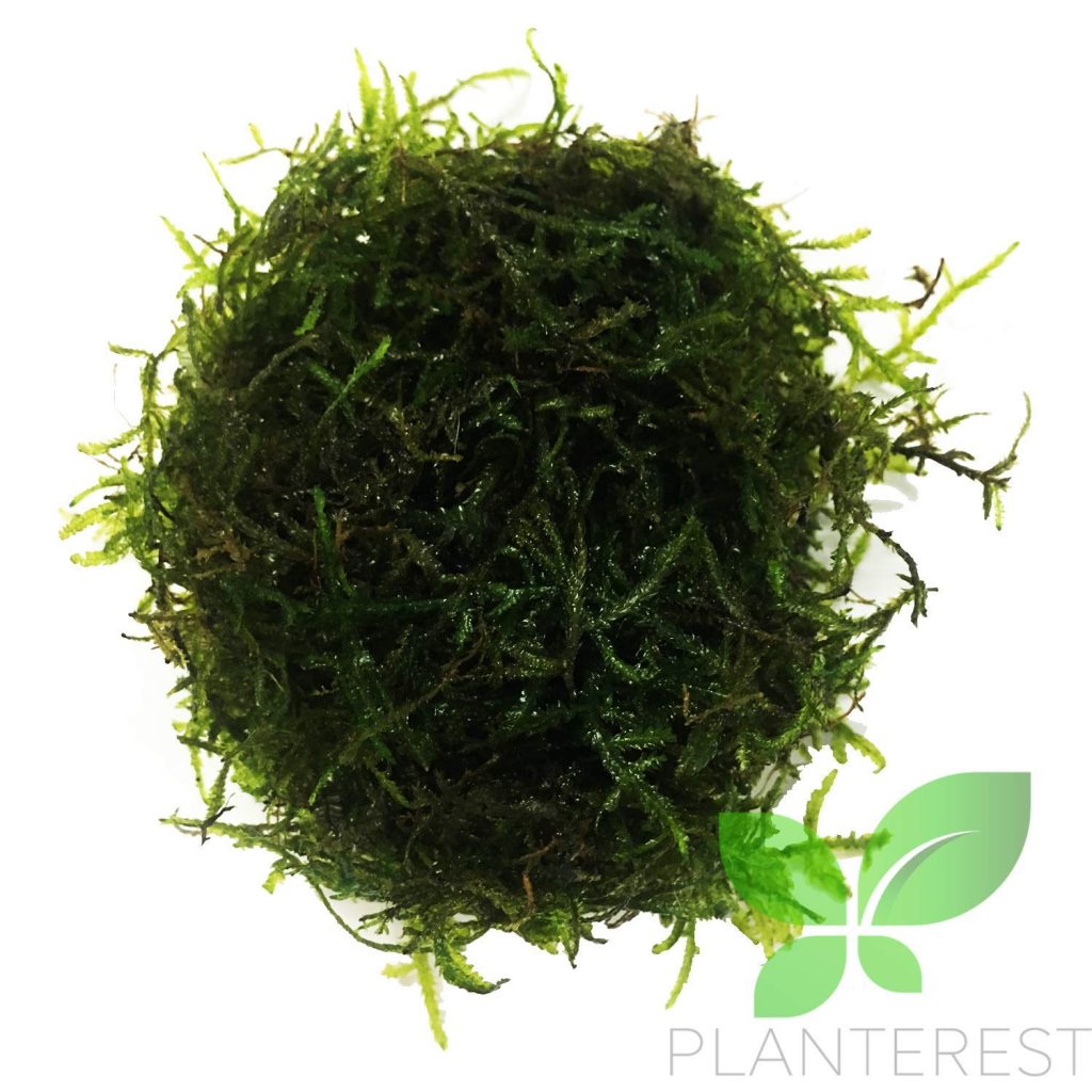 Java Moss Plant Care Guide Growth, Maintenance, Benefits & Profile