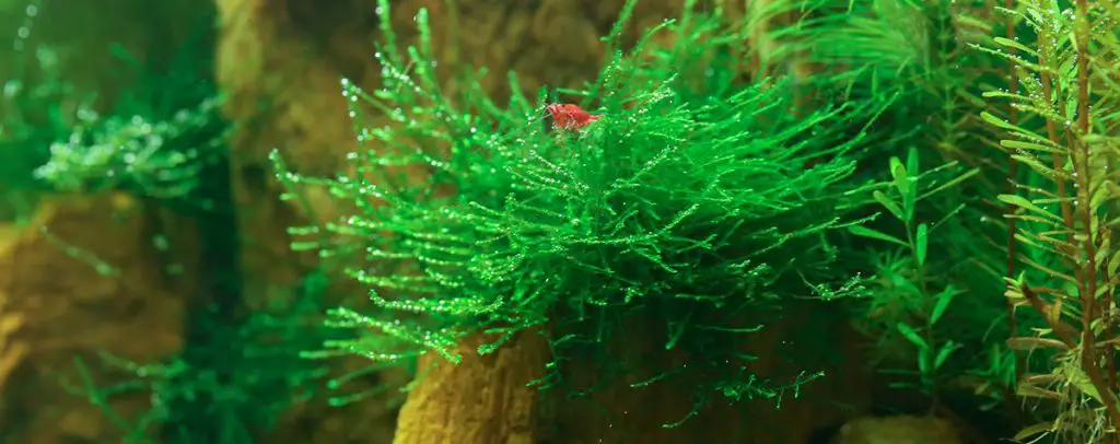 java moss with a cherry shrimp