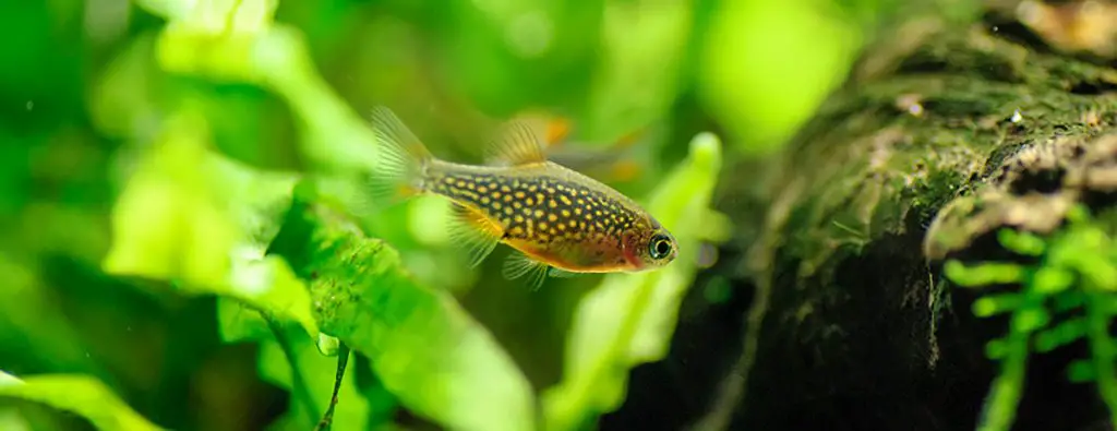 2 celestial pearl danio fish swimming in planted tank