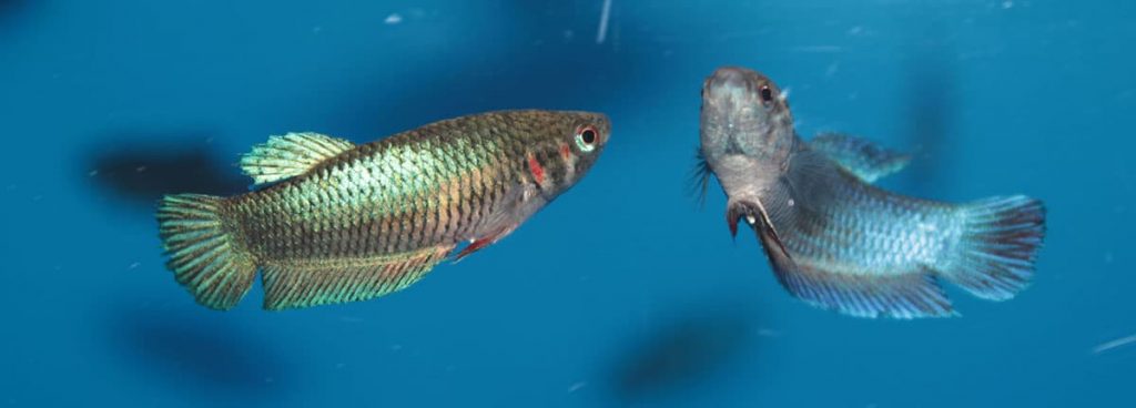 2 female betta fish in aquarium