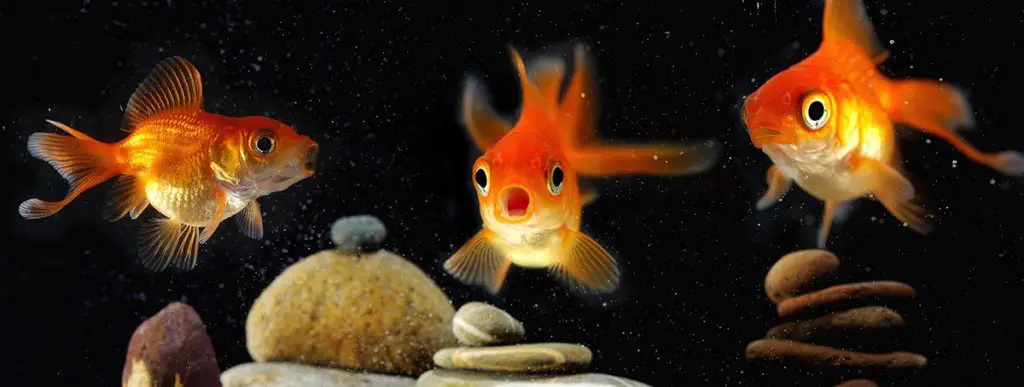 3 goldfish with mouth open in aquarium