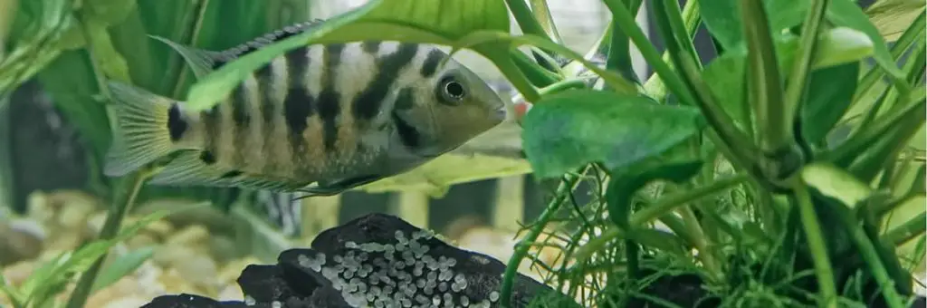 A South American Convict Cichlid aquarium fish protecting her eggs from potential predators