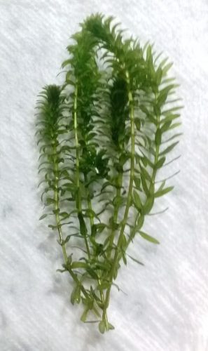 anacharis egeria elodea densa