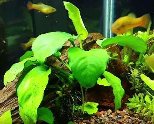 Anubias Barteri