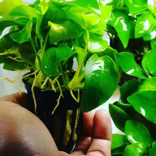 dwarf anubias