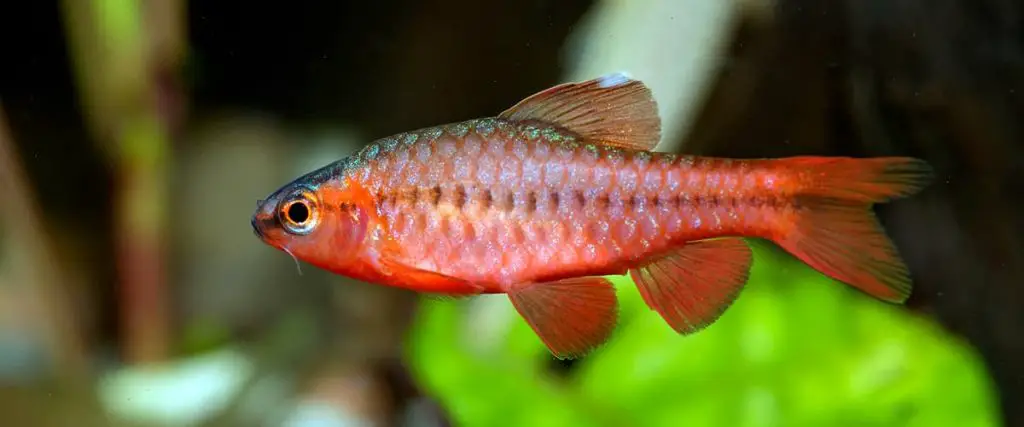 Aquarium fish from genus Puntius