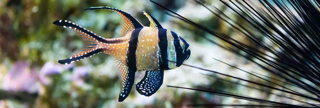 Banggai Cardinalfish
