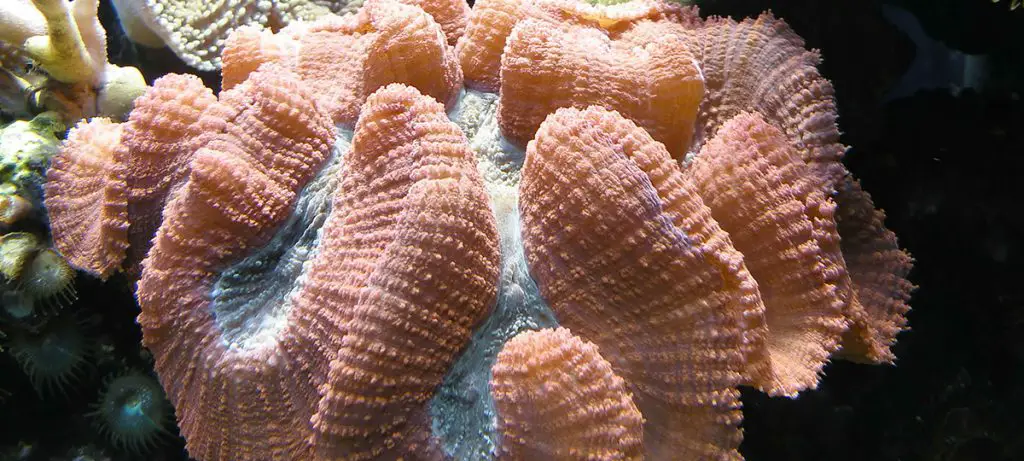 Beautiful pink coral reef in an aquarium