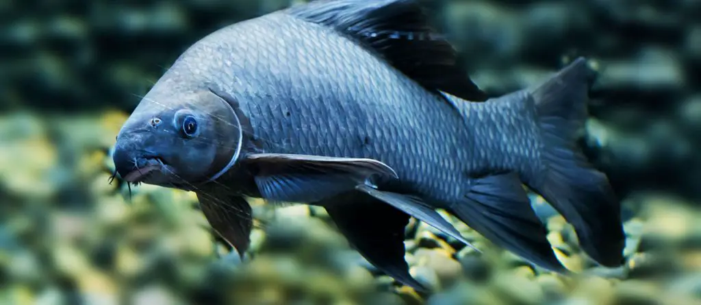 Black sharkminnow Common names species