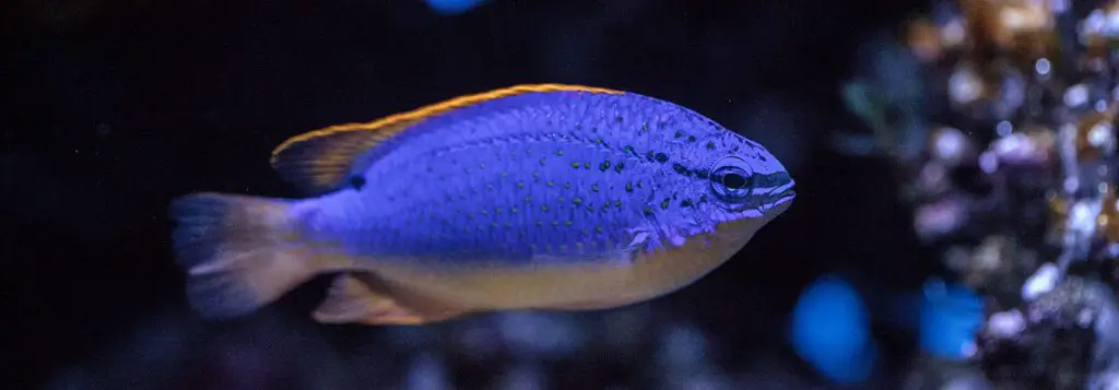 Blue Damselfish