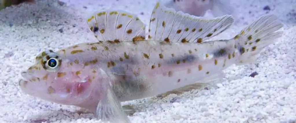 Captive Bred Cave Transparent Goby