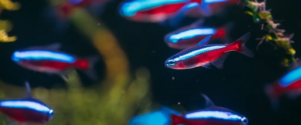 Cardinal Tetra Fish Swimming In Water