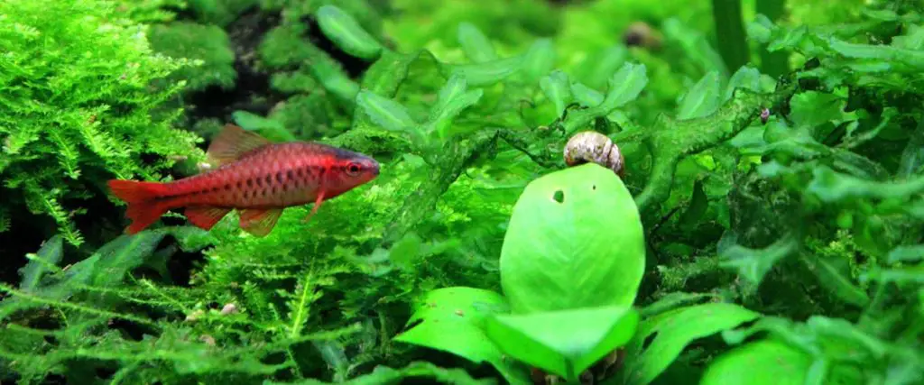 Cherry barb swimming in planted aquarium