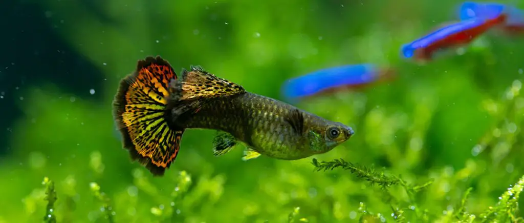 Close up of Female Guppy on moss field
