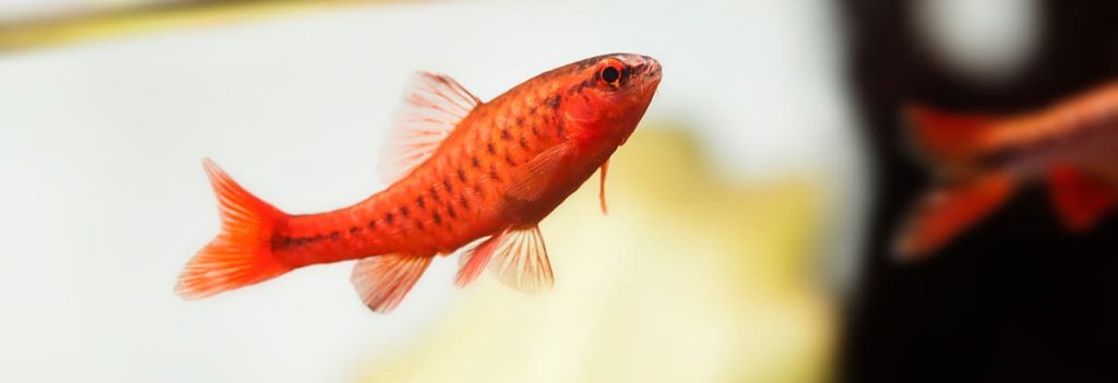 Dominant cherry barb male fish