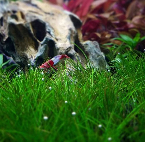 Dwarf Hairgrass plant