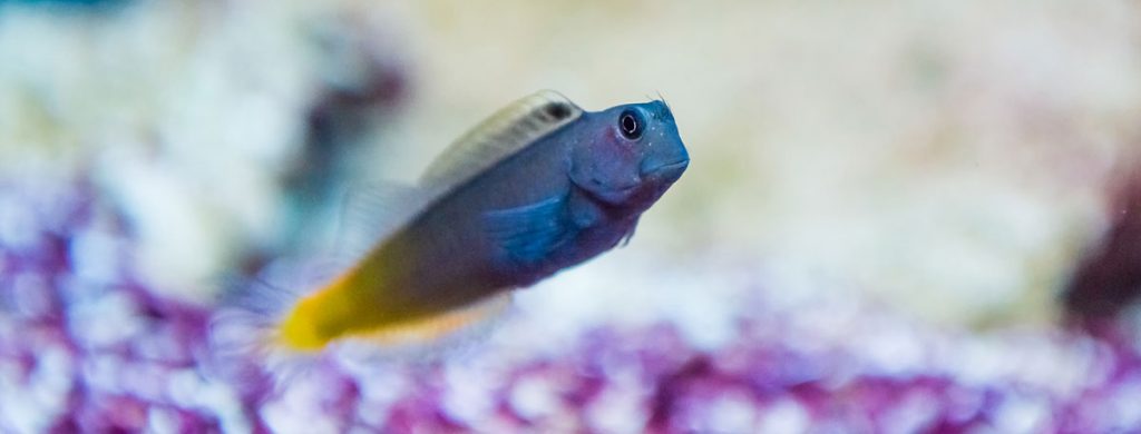 Ecsenius bicolor Flame tail blenny