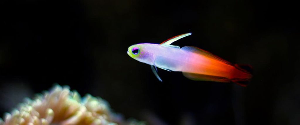 Firefish Goby