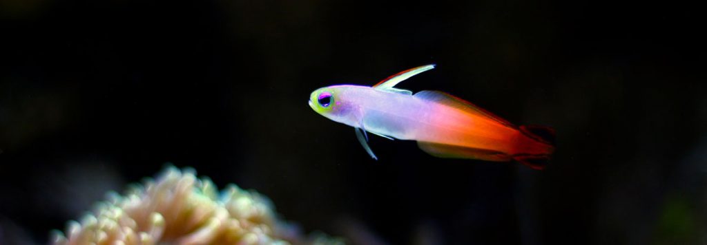 Firefish goby