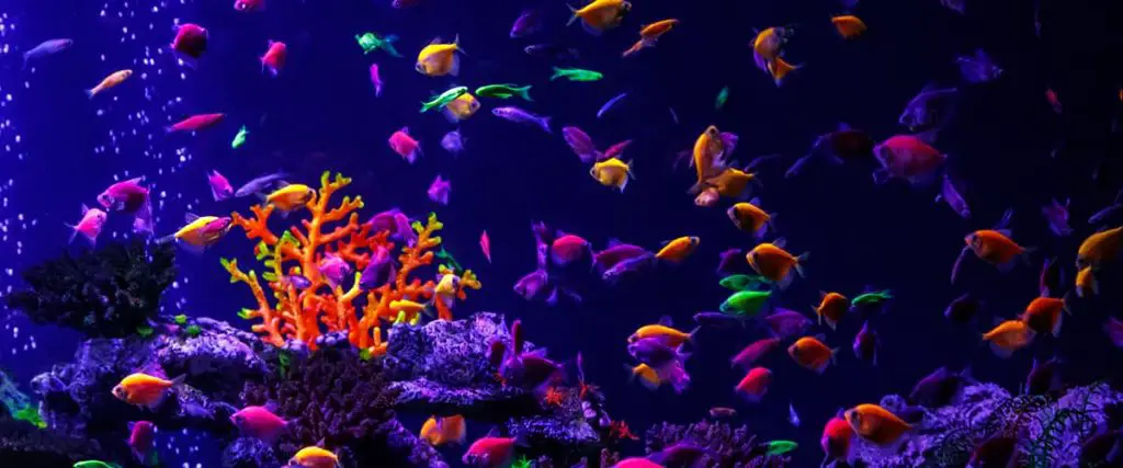GloFish Tetras in tank