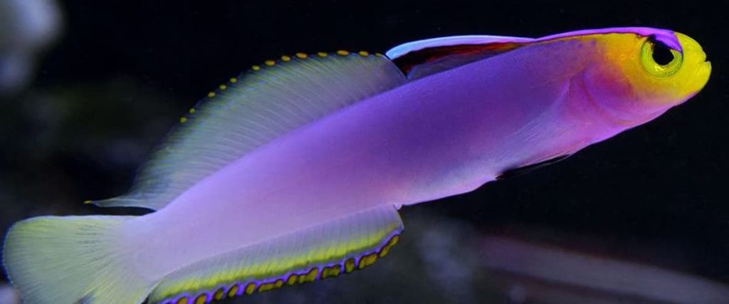 Helfrichi Firefish