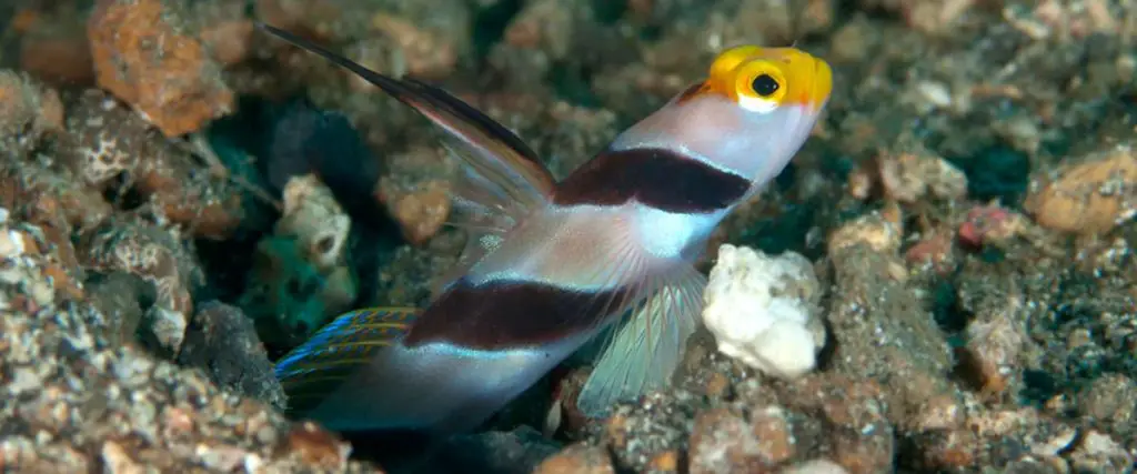 Hi-Fin Red Banded Goby