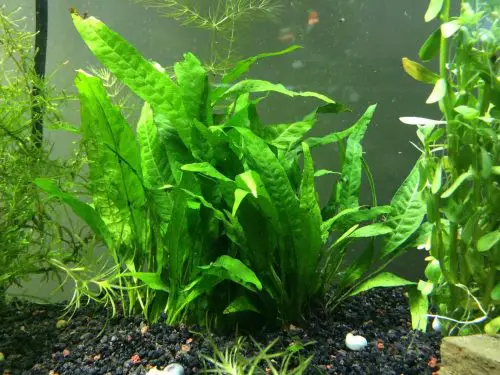 Java Fern planted tank