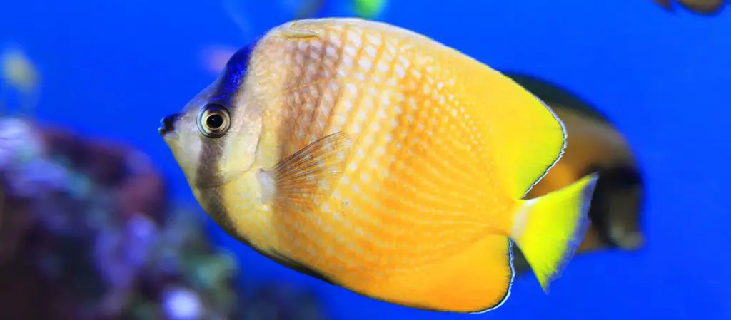 Kleins Butterflyfish