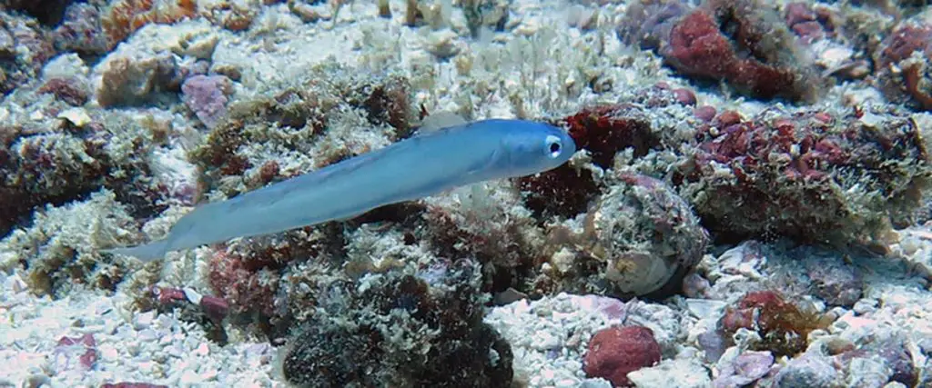 Lyretail Blue Gudgeon Dartfish