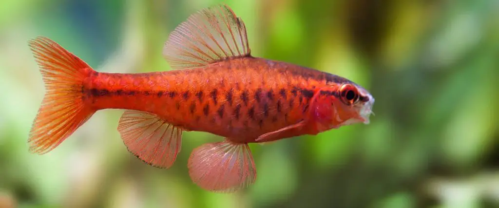 Male barb swimming tropical freshwater aquarium tank