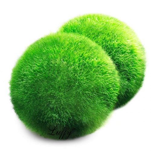 marimo moss balls
