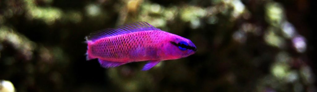 Orchid Dottybacks