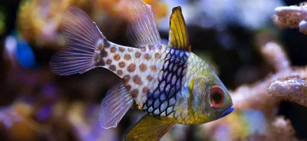 Pajama Cardinal Fish