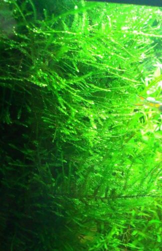 Peacock moss