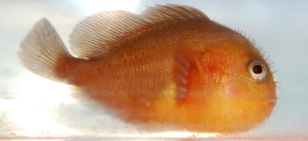 Pygmy Coral Croucher Goby