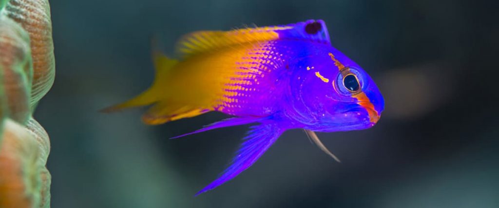 Royal Gramma Basslet