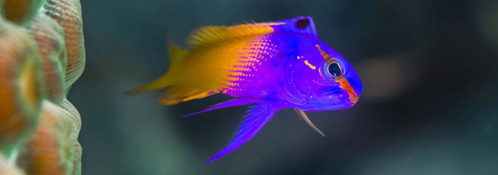 Royal Gramma Basslet