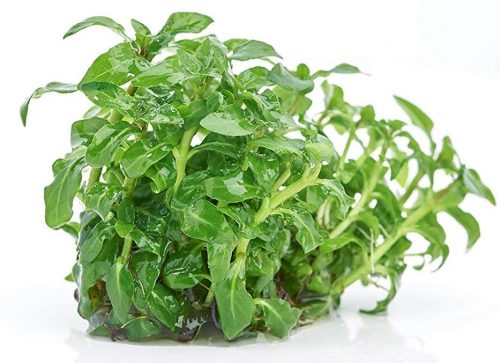 Staurogyne Repens