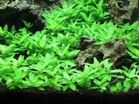 Staurogyne Repens cultured