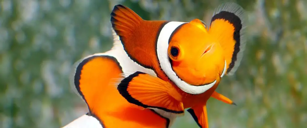 Stubby Ocellaris Clownfish