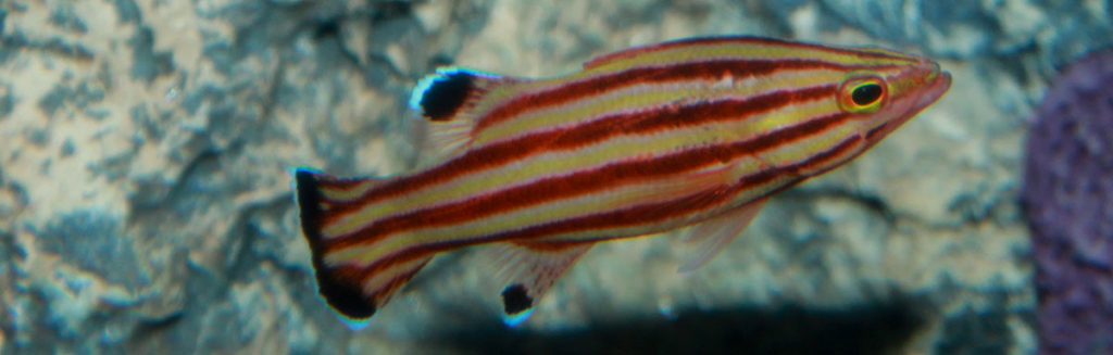Swissguard Basslet