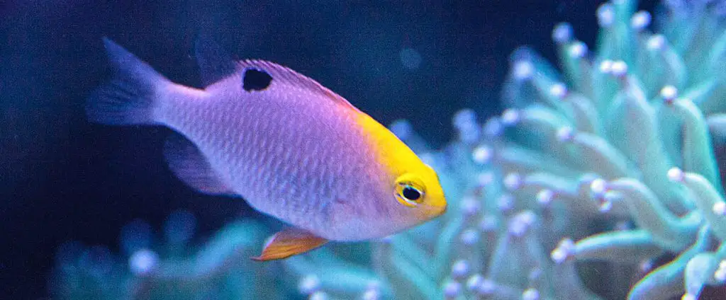 Talbots Damselfish Chrysiptera talboti