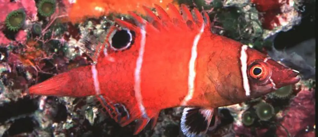 White Banded Possum Wrasse