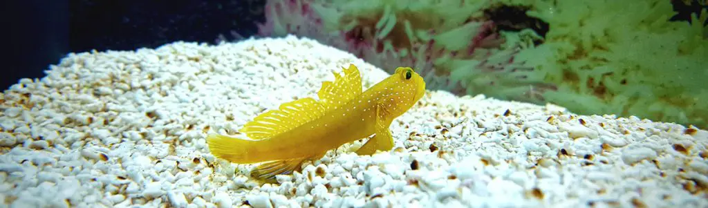 Yellow watchmen goby in coral reef aquarium