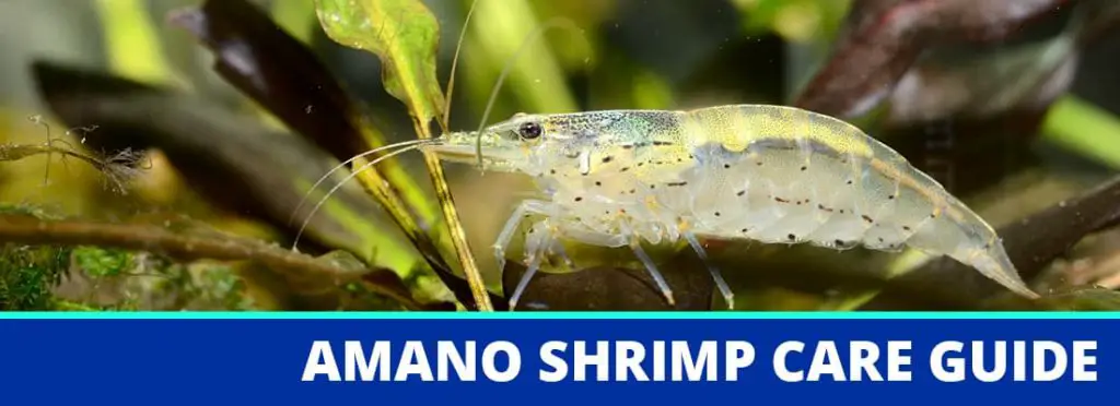 amano shrimp care guide header