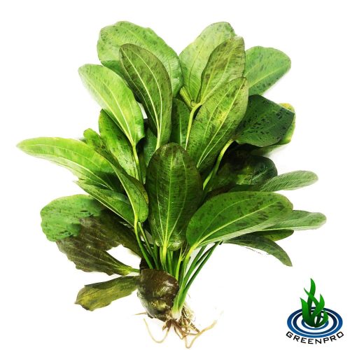 amazon sword plant