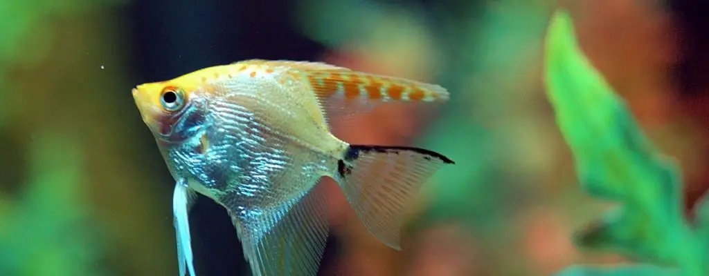 angel fish swimming in a tank with the best hob protein skimmer